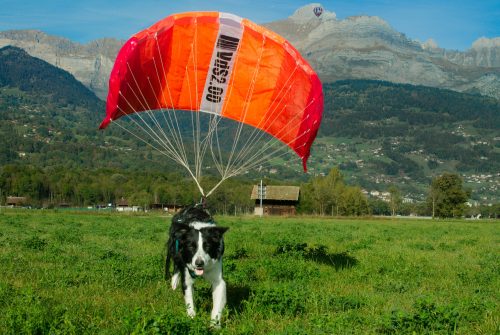 2nd prix Public - Animaux - Valet Aurore